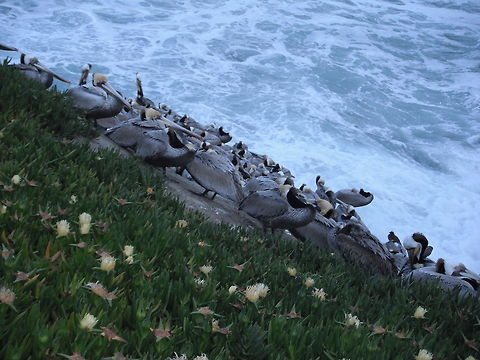 Brown Pelicans San Diego CA by Leyna_Stemle_MO,USA  Brown Pelican,Geotagged,Pelecanus occidentalis,United States