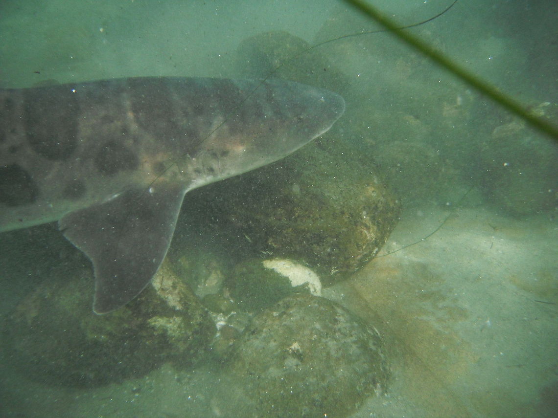Leopard Shark San Diego CA byLeyna_Stemle_MO,_USA Leopard Shark near tidepools, La Jolla Cove California Geotagged,Leopard shark,Triakis semifasciata,United States