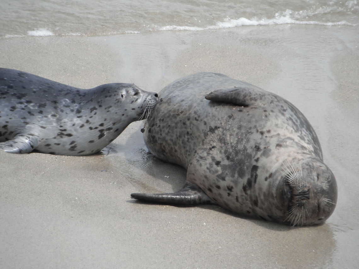 Harbor Seal Suckling La Jolla CA by Leyna_Stemle,_MO,USA Childrens Pool San Diego California. Geotagged,Harbor (common) seal,Phoca vitulina,United States