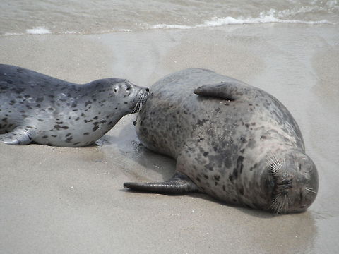 Harbor Seal Suckling La Jolla CA by Leyna_Stemle,_MO,USA Childrens Pool San Diego California. Geotagged,Harbor (common) seal,Phoca vitulina,United States