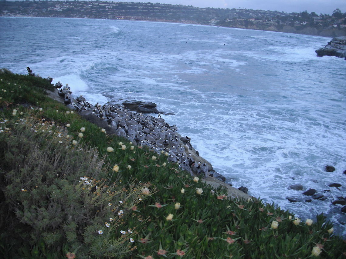 Brown Pelicans on Cliff CA by Leyna_Stemle_MO,USA  Brown Pelican,Geotagged,Pelecanus occidentalis,United States