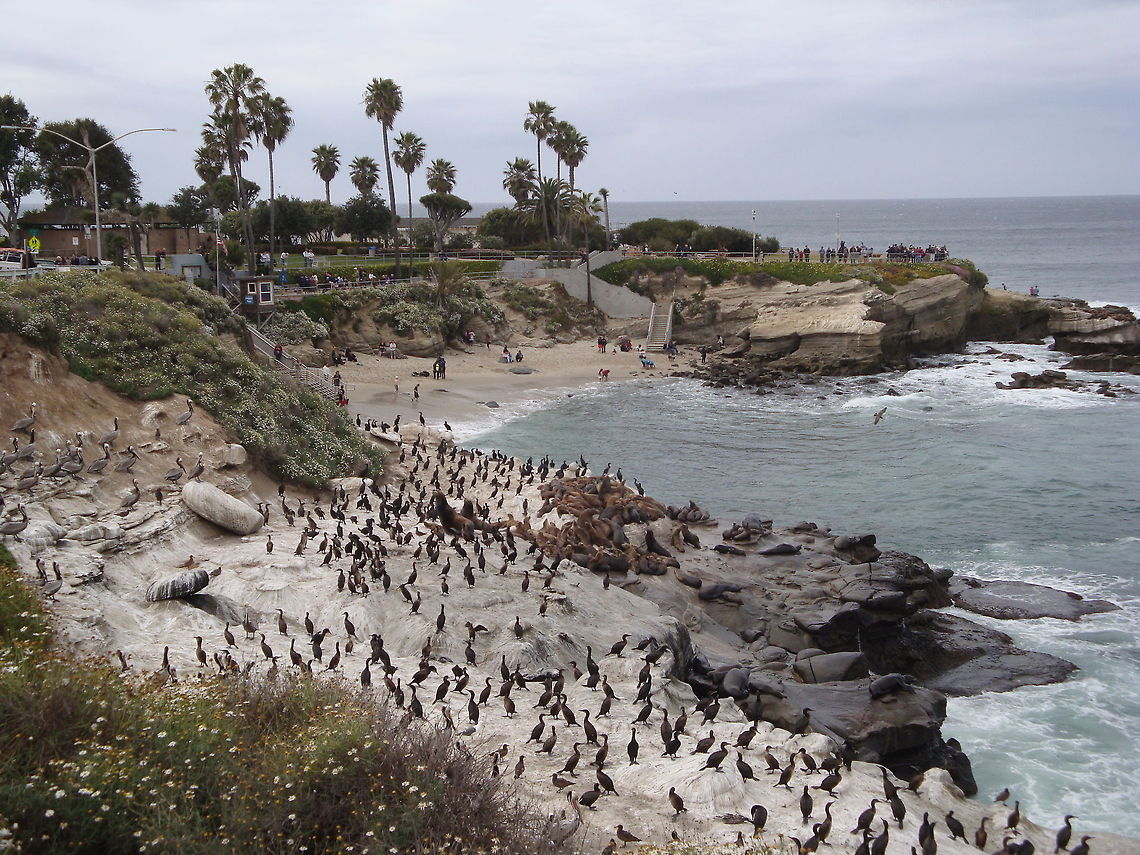 La Jolla Cove by Leyna_Stemle_MO,_USA  California sea lion,Geotagged,United States,Zalophus californianus