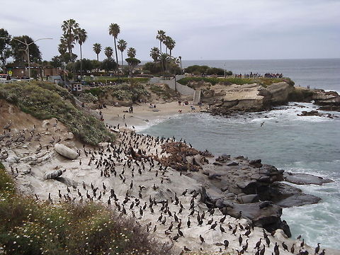 La Jolla Cove by Leyna_Stemle_MO,_USA  California sea lion,Geotagged,United States,Zalophus californianus