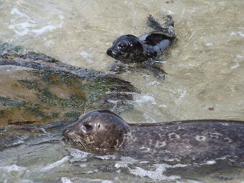 Harbor Seals CA by Leyna_Stemle,_MO,USA  Geotagged,Harbor (common) seal,Phoca vitulina,United States