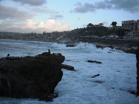 La Jolla Cove Before A Storm   California sea lion,Geotagged,United States,Zalophus californianus