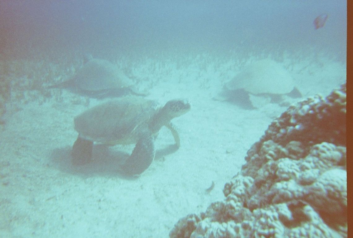 Sea Turtles In Maui HI Green Sea Turtles gathering to get there shells cleaned by fish.<br />
 Chelonia mydas,Geotagged,Green sea turtle