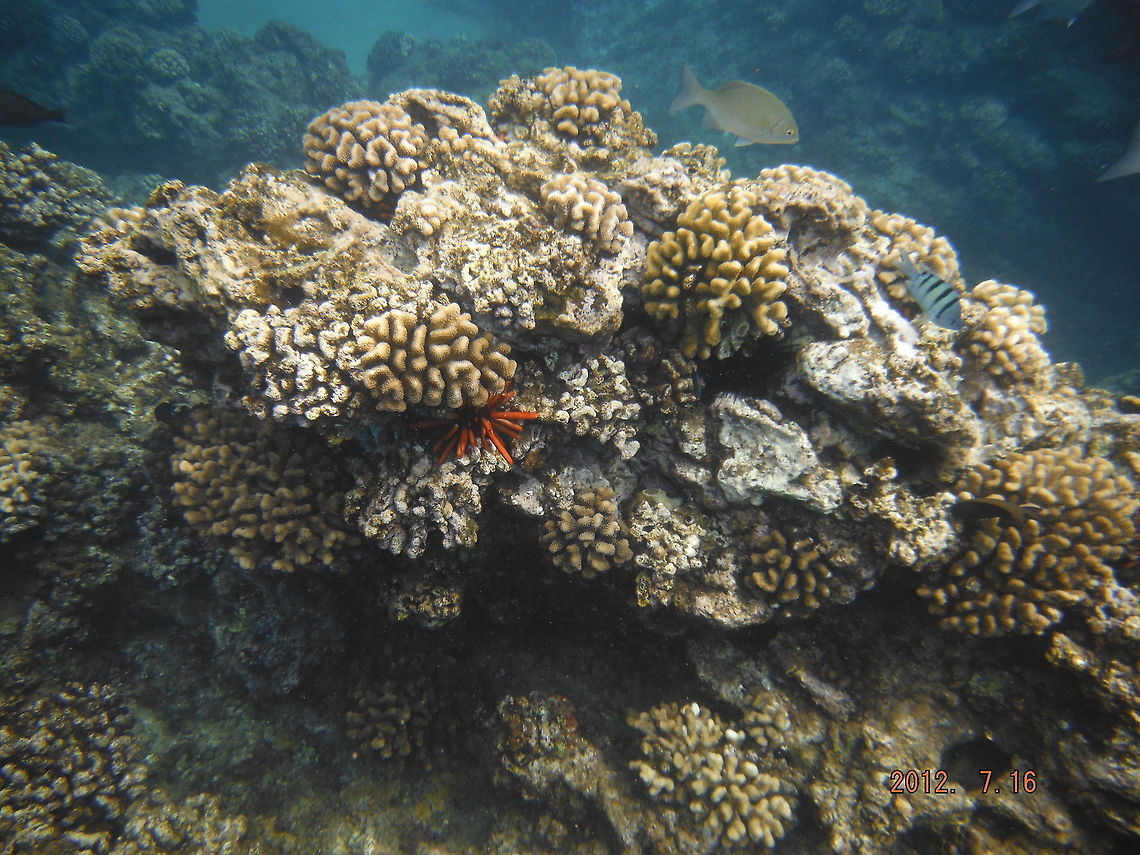 Coral In Maui  Geotagged,Heterocentrotus mamillatus,Red slate pencil urchin,United States
