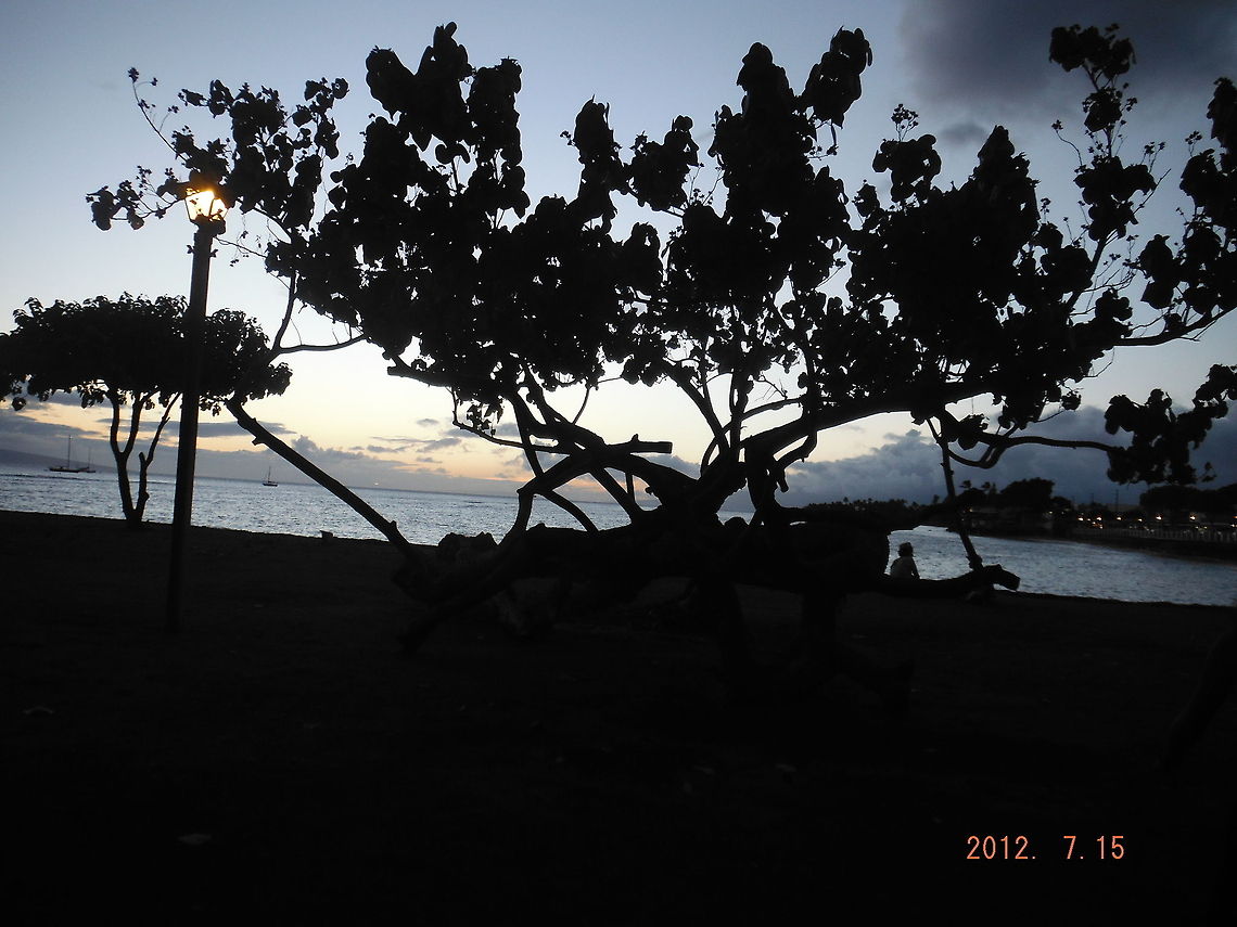 Suset behind Plants  Geotagged,United States