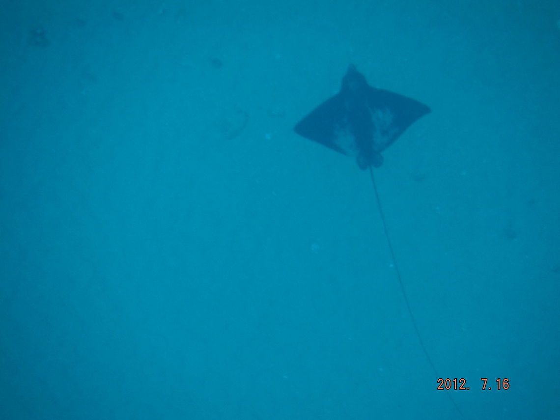 Young spotted eagle ray.  Aetobatus narinari,Geotagged,Spotted eagle ray,United States