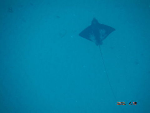 Young spotted eagle ray.  Aetobatus narinari,Geotagged,Spotted eagle ray,United States