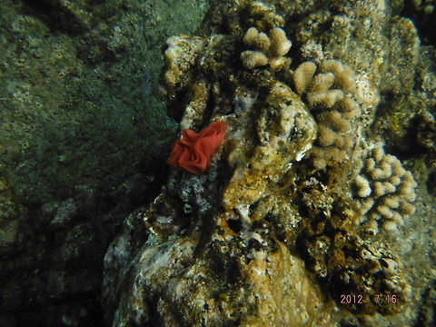 Snorkelling Maui  Geotagged,United States