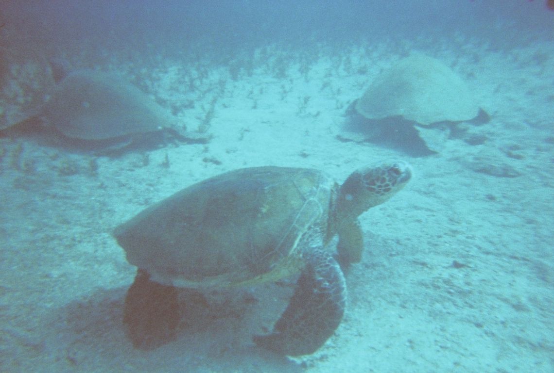 Green Sea turtle Posing  Chelonia mydas,Geotagged,Green sea turtle,United States