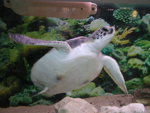 Clearwater Marine Aquarium  Chelonia mydas,Geotagged,Green sea turtle,United States