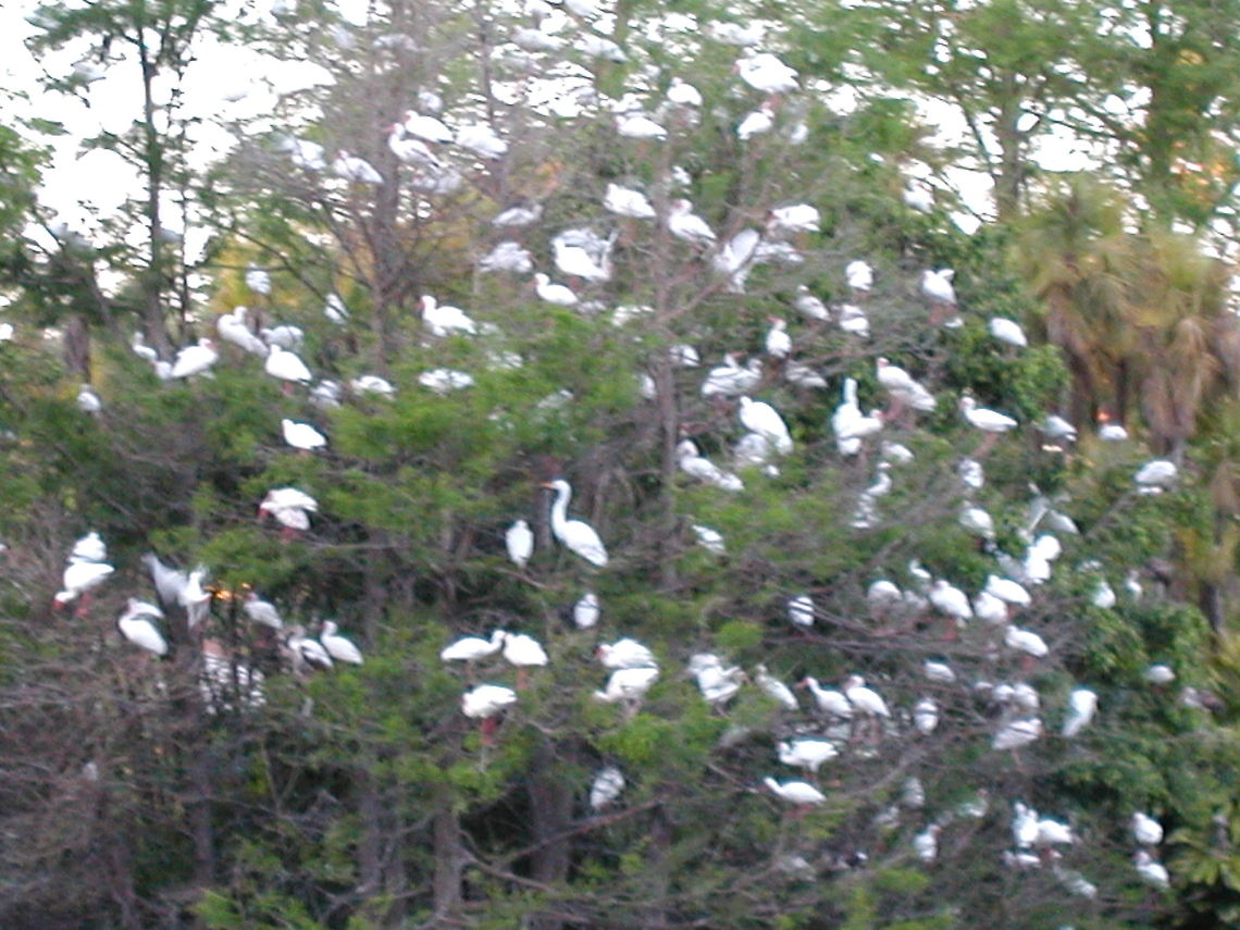 Tropical Birds in a Tree  Geotagged,United States