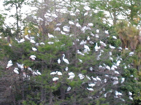 Tropical Birds in a Tree  Geotagged,United States