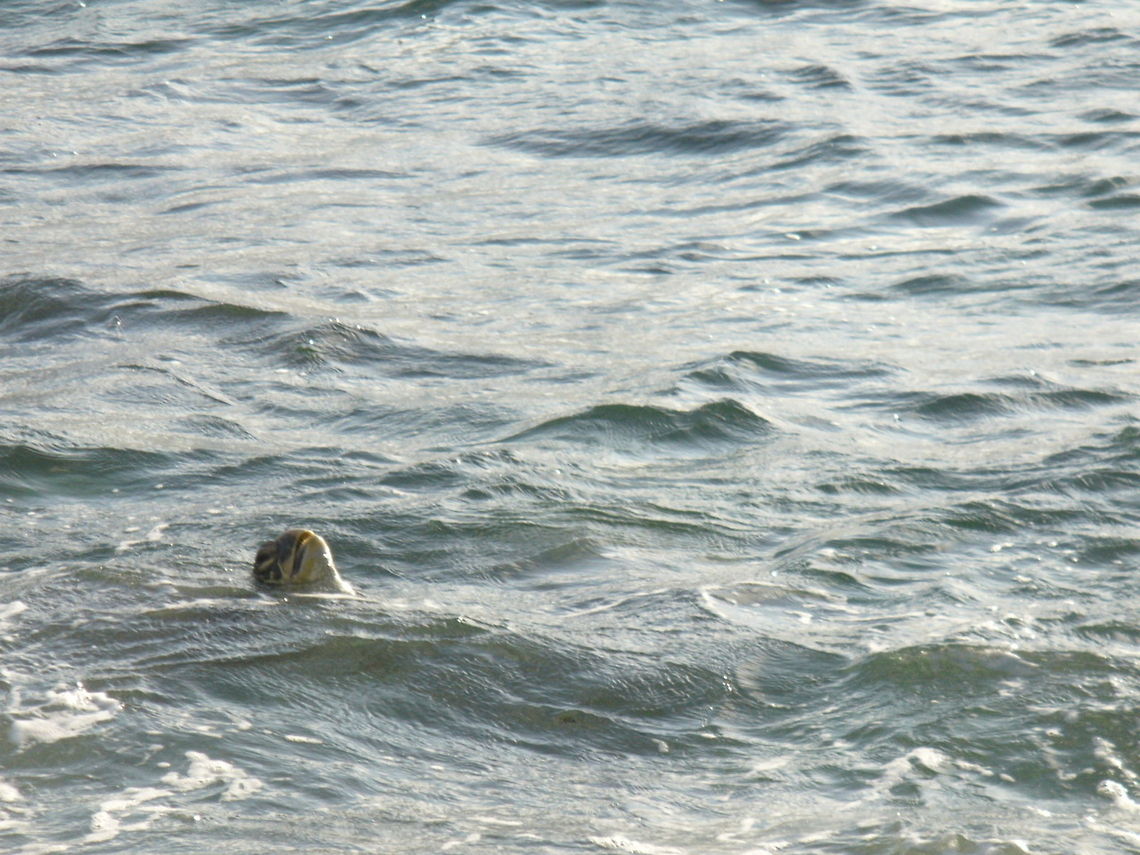 Green Sea Turtle Taking A Breath  Chelonia mydas,Geotagged,Green sea turtle,United States