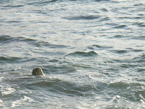 Green Sea Turtle Taking A Breath  Chelonia mydas,Geotagged,Green sea turtle,United States
