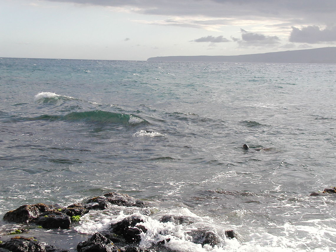 Green Sea Turtle From Shore  Chelonia mydas,Geotagged,Green sea turtle,United States