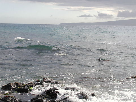 Green Sea Turtle From Shore  Chelonia mydas,Geotagged,Green sea turtle,United States