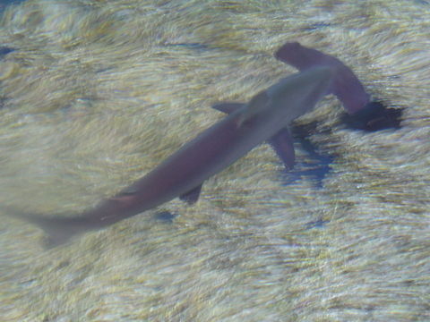 Da da da da da da DA  Bonnethead shark,Geotagged,Scalloped hammerhead,Sphyrna lewini,Sphyrna tiburo,United States