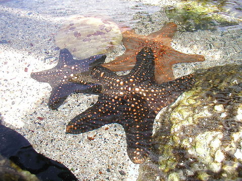 Starfish Pile in Hawaii  Geotagged,Protoreaster linckii,Red-knobbed Starfish,United States