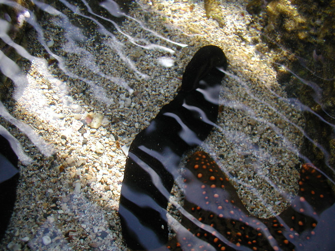 Sea Cucmber and Sea Star  Geotagged,Protoreaster linckii,Red-knobbed Starfish,United States