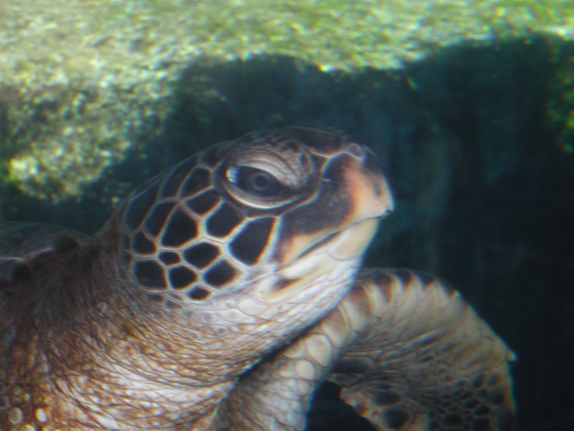 Eyes of Wisdom  Chelonia mydas,Geotagged,Green sea turtle,United States