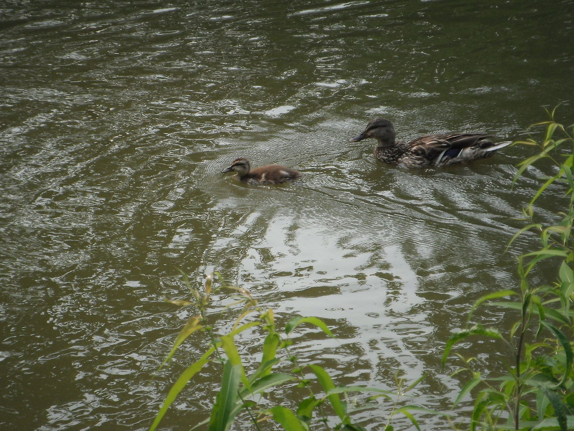Follow Me Mommy!  Anas platyrhynchos,Geotagged,Mallard,United States