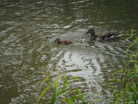 Follow Me Mommy!  Anas platyrhynchos,Geotagged,Mallard,United States
