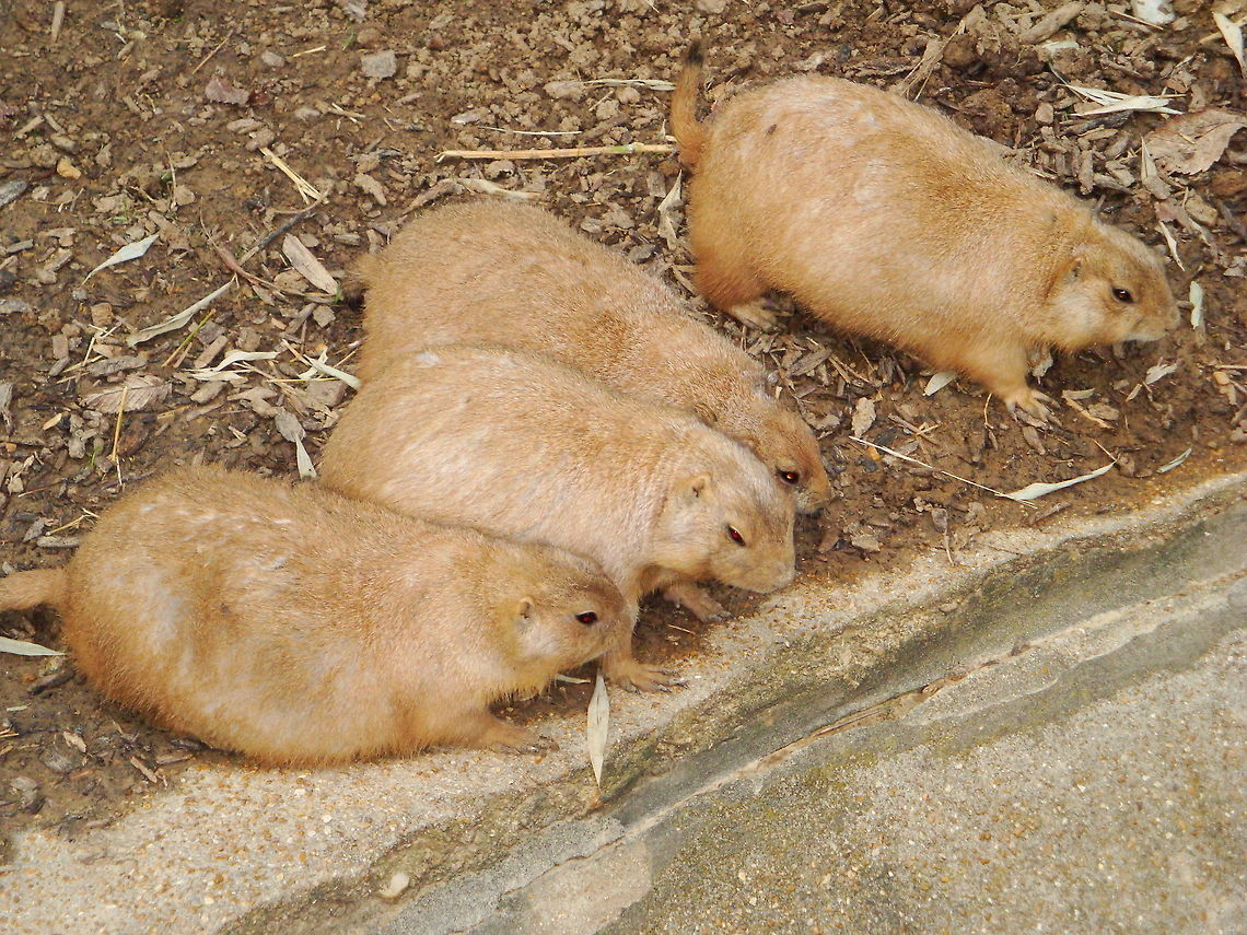 Prairie Dogs  Black-tailed prairie dog,Cynomys ludovicianus,Geotagged,United States