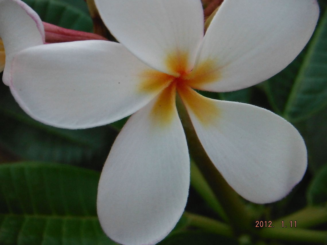 Classic Hawaiian Flower Classic Plumeria Geotagged,United States