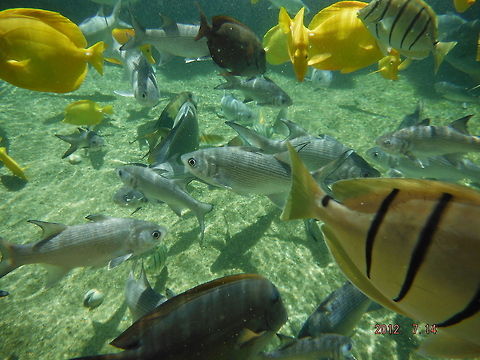 School of Fish  Geotagged,United States,Yellow Tang,Zebrasoma flavescens