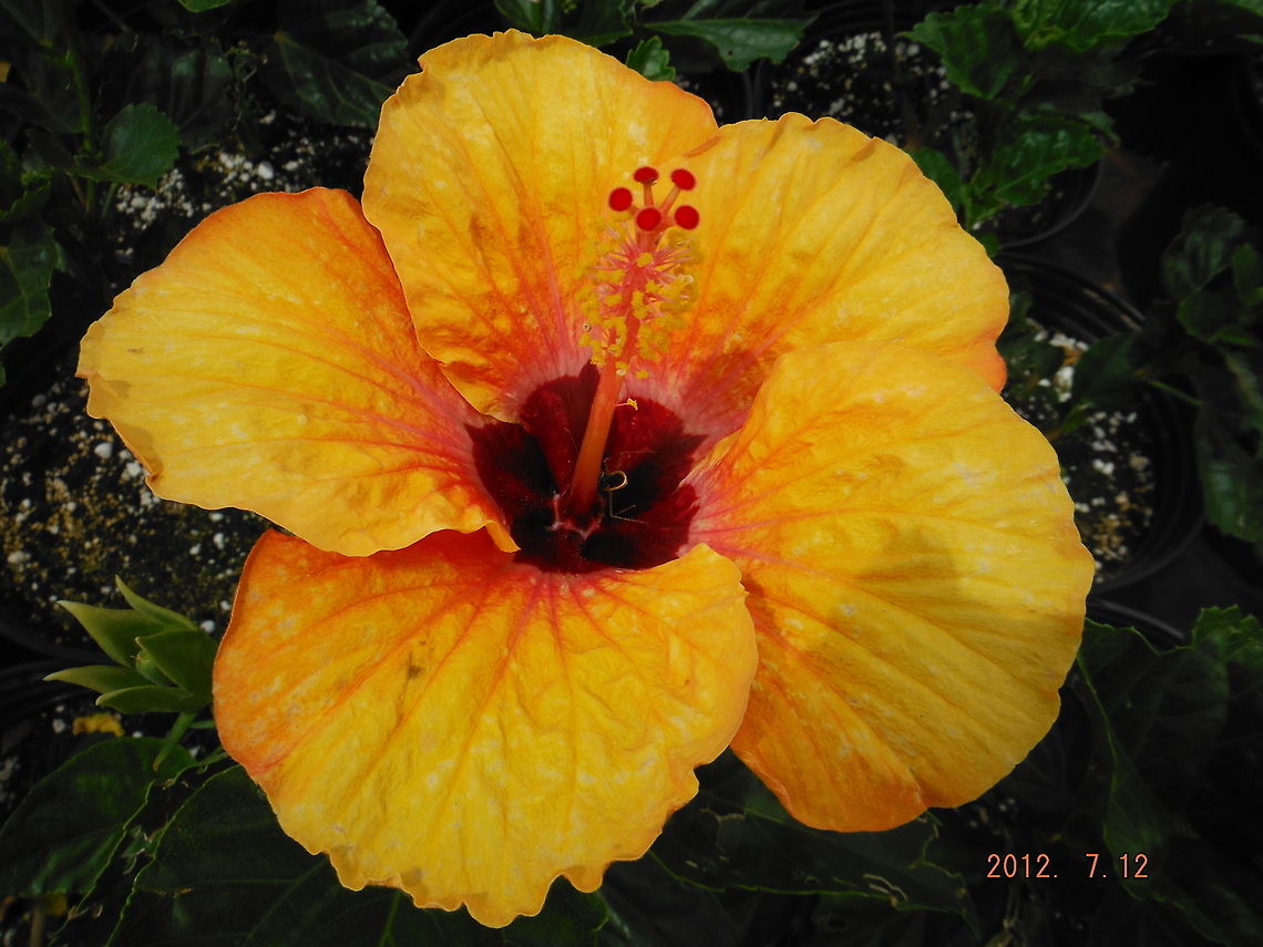 Hibiscus  Chinese hibiscus,Geotagged,Hibiscus rosa-sinensis,United States