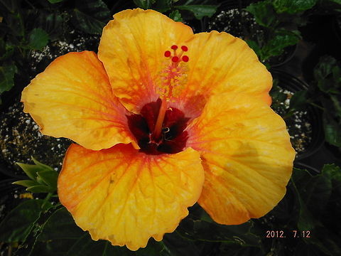 Hibiscus  Chinese hibiscus,Geotagged,Hibiscus rosa-sinensis,United States