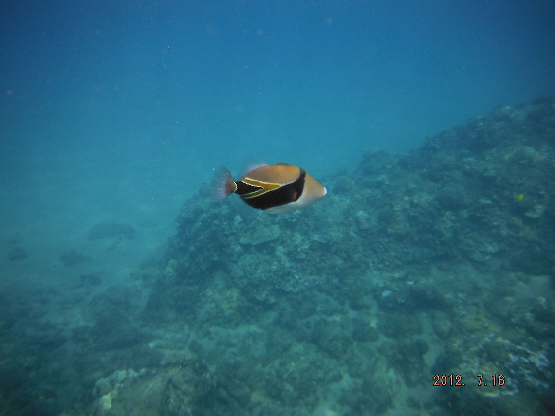 Black Rock Hawaii  Geotagged,Reef Triggerfish,Rhinecanthus rectangulus,United States