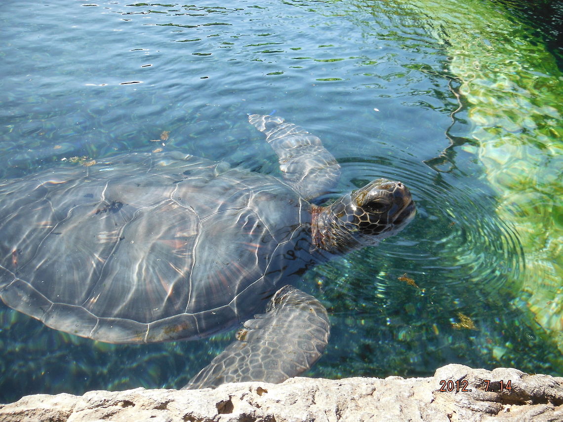 Maui Ocean Center  Chelonia mydas,Geotagged,Green sea turtle,United States