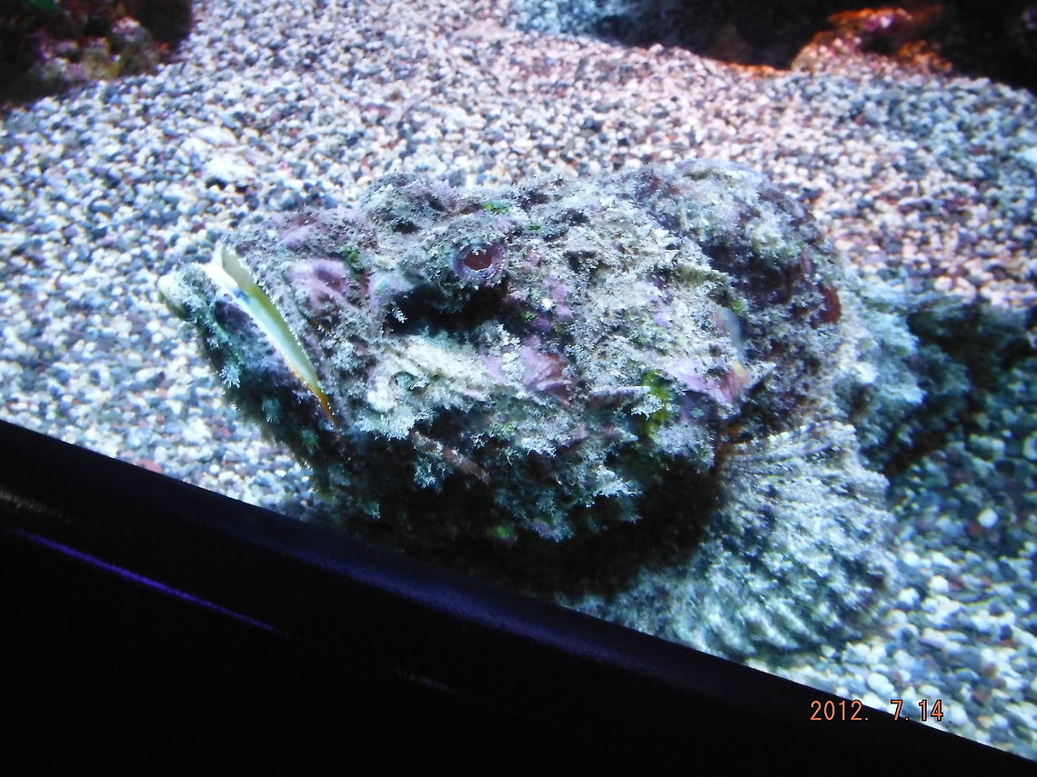 Scorpion Fish Maui Ocean Center<br />
 Geotagged,Scorpaenopsis oxycephala,Tassled scorpionfish,United States
