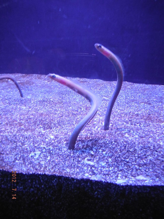 Garden Eels Hawaiian garden eels. Very common site while diving of of maui.<br />
 Geotagged,United States