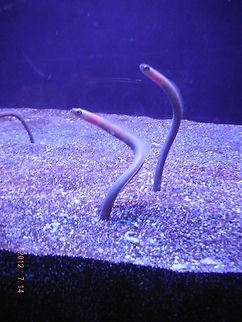Garden Eels Hawaiian garden eels. Very common site while diving of of maui.
 Geotagged,United States