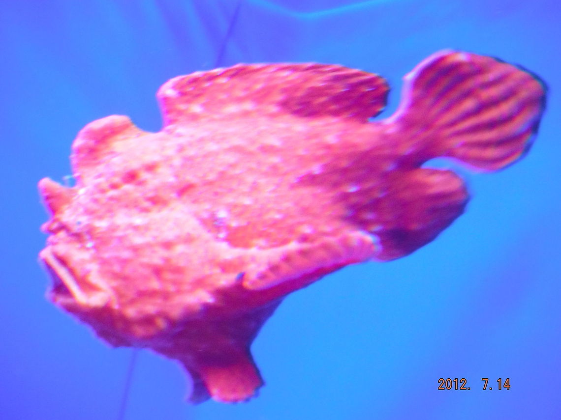 Red fish Frog fish or rock fish? Geotagged,United States