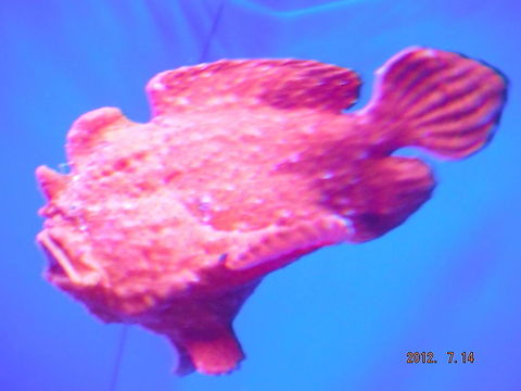 Red fish Frog fish or rock fish? Geotagged,United States