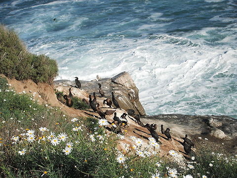 Cliffside birds These birds I see a lot in CA, anyone idenify them? Geotagged,United States