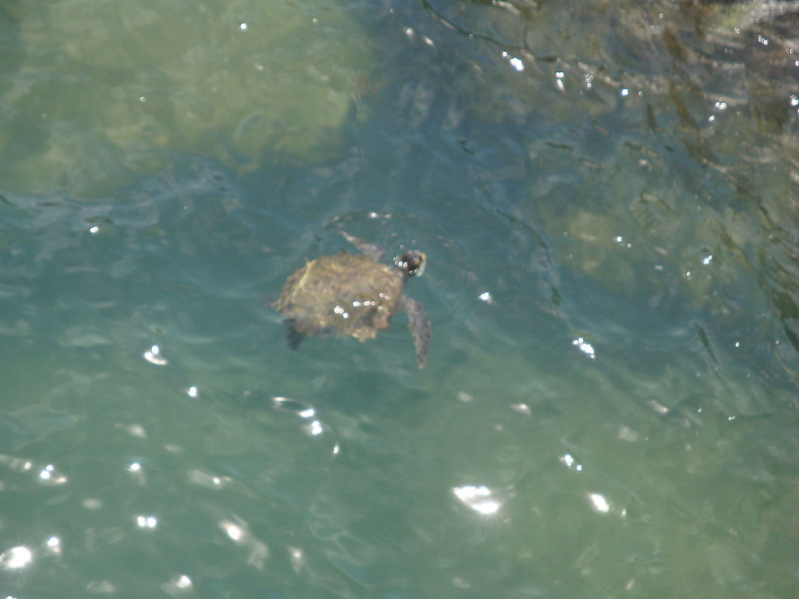 Take a breathe  Chelonia mydas,Geotagged,Green sea turtle,United States