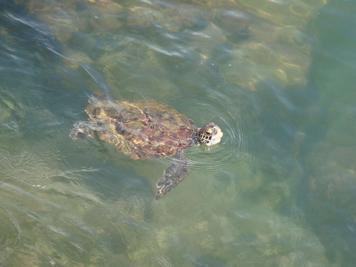 Take a breath  Chelonia mydas,Geotagged,Green sea turtle,United States