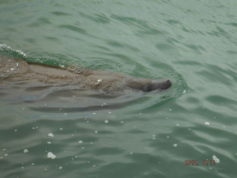 Fast Florida Manatee  Geotagged,Trichechus manatus,United States,West Indian manatee