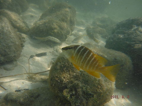 Offshore gathering!  Geotagged,Lutjanus apodus,Schoolmaster snapper,United States