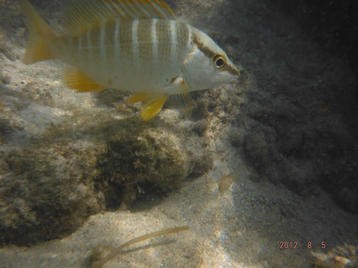 Beautiful fish just offshore  Geotagged,Lutjanus apodus,Schoolmaster snapper,United States