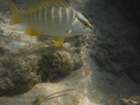 Beautiful fish just offshore  Geotagged,Lutjanus apodus,Schoolmaster snapper,United States
