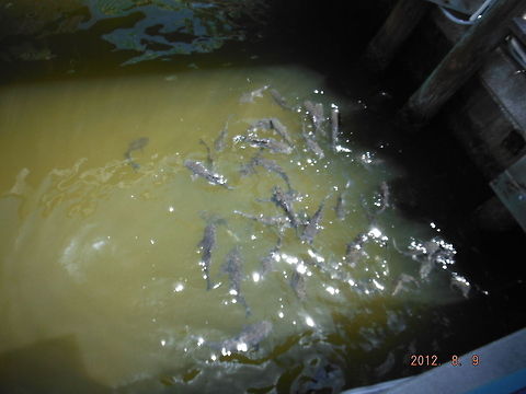 Catfish  Geotagged,United States