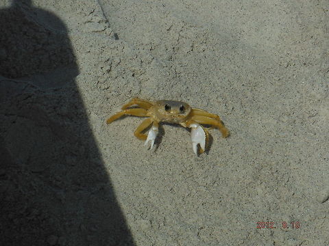 Curious Crab  Geotagged,United States